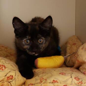 Milli -  Domestic Short Hair Cat for Adoption in Tempe, Arizona - Milli | PetCurious