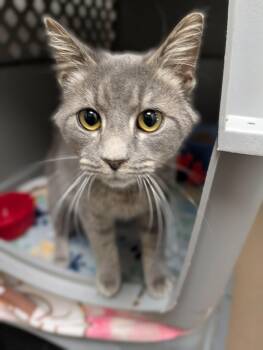 Domestic Short Hair Cats Available for Adoption - Smokey | PetCurious