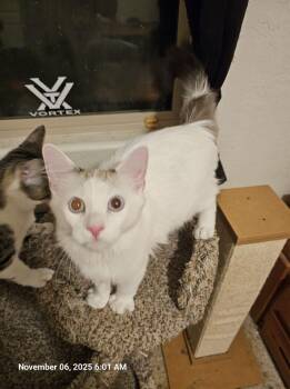Domestic Long Hair and Siamese Cats Available for Adoption in Glendale, Arizona - Artie | PetCurious
