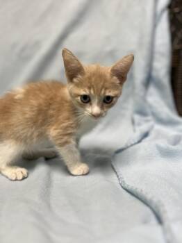 Owen -  Domestic Short Hair Cat for Adoption in Jackson, Michigan - Owen | PetCurious