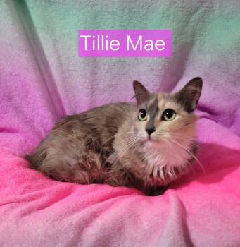 Dilute Calico Cats Available for Adoption in Pleasanton, Texas - Tillie Mae | PetCurious