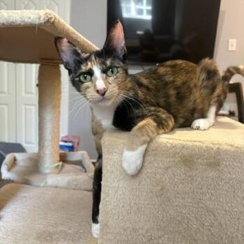 Carolina -  Calico Cat for Adoption in Burnaby, British Columbia - Carolina | PetCurious