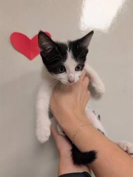 CHARM - NEEDS A FOSTER -  Domestic Short Hair Cat for Adoption in Ontario, California - CHARM - NEEDS A FOSTER | PetCurious