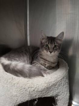 Toodie -  Domestic Short Hair Cat for Adoption in Kansas City, Missouri - Toodie | PetCurious