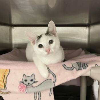 Marisha Ray -  Domestic Short Hair Cat for Adoption in Wheaton, Illinois - Marisha Ray | PetCurious