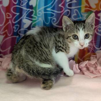 Cherokee -  Domestic Short Hair Cat for Adoption - Cherokee | PetCurious
