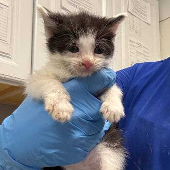 Yumi -  Domestic Short Hair Cat for Adoption in Greenville, South Carolina - Yumi | PetCurious