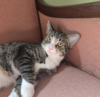 Albert -  Domestic Short Hair Cat for Adoption in Wilmington, North Carolina - Albert | PetCurious