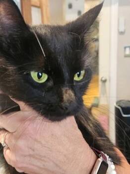 Indigo -  Domestic Medium Hair Cat for Adoption in Hamilton, Ontario - Indigo | PetCurious