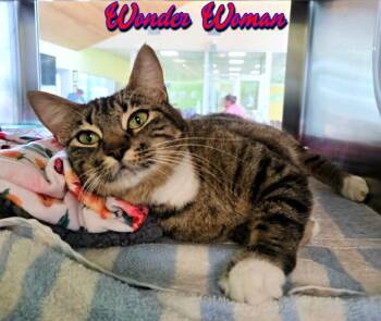 Domestic Short Hair Cats Available for Adoption in Blountville, Tennessee - Wonder Woman | PetCurious