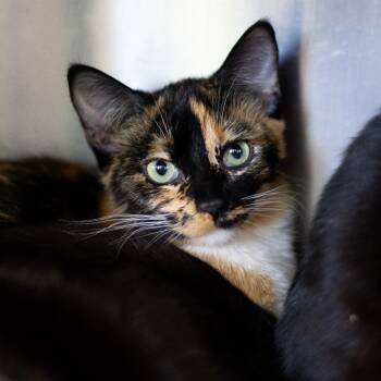Rescue Domestic Short Hair Cats for Adoption in Cumming, Georgia - Orchid | PetCurious