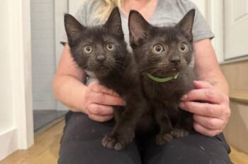 Jelly Belly -  Domestic Short Hair Cat for Adoption in North Babylon, New York - Jelly Belly | PetCurious
