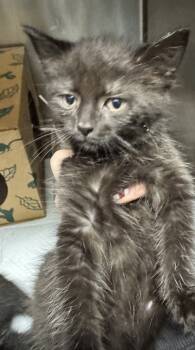 Rescue Domestic Short Hair Cats for Adoption in West Chester, Pennsylvania - Yoshi | PetCurious