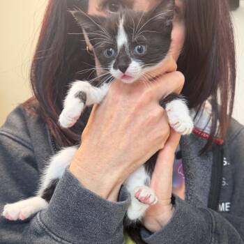 Domestic Short Hair Cats Available for Adoption in Naperville, Illinois - Clementine | PetCurious