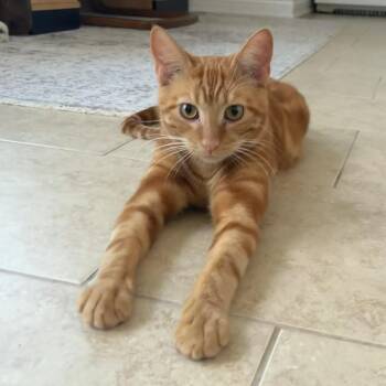 Domestic Short Hair Cats Available for Adoption - Agamemnon | PetCurious