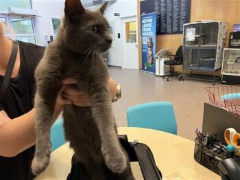 Domestic Short Hair Cats Available for Adoption in Brentwood, Missouri - SMOKEY | PetCurious