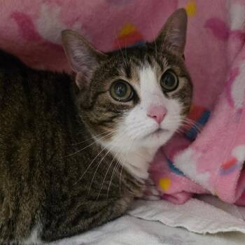 Rajah -  Domestic Short Hair Cat for Adoption in Council Bluffs, Iowa - Rajah | PetCurious