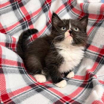 Taffy K46565 -  Domestic Medium Hair Cat for Adoption in Corsicana, Texas - Taffy K46565 | PetCurious