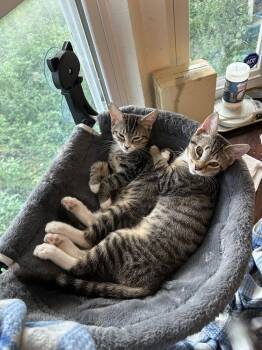 Domestic Short Hair Cats Available for Adoption in Ruskin, Florida - Gypsy "Dime" | PetCurious