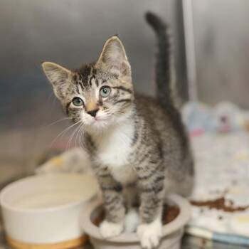 HaHa -  Domestic Short Hair Cat for Adoption in Evansville, Indiana - HaHa | PetCurious