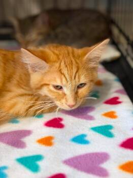 Sergeant Snuggle -  Tabby and Domestic Medium Hair Cat for Adoption in Walnut Creek, California - Sergeant Snuggle | PetCurious