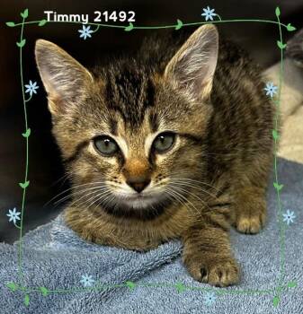 TIMMY (see also TINA) -  Domestic Short Hair Cat for Adoption in Marietta, Georgia - TIMMY (see Also TINA) | PetCurious