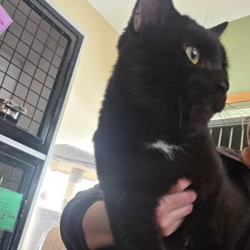 Domestic Short Hair Cats Available for Adoption in Council Bluffs, Iowa - Kobe | PetCurious