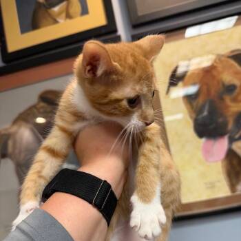 Ornith -  Domestic Short Hair Cat for Adoption in Port Charlotte, Florida - Ornith | PetCurious
