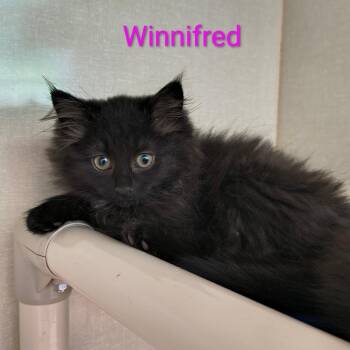 Winifred -  Domestic Long Hair Cat for Adoption in Saint Marys, Pennsylvania - Winifred | PetCurious