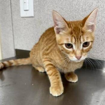 Jaxon -  Domestic Short Hair Cat for Adoption in Jupiter, Florida - Jaxon | PetCurious