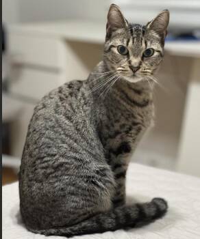 Rescue Domestic Short Hair Cats for Adoption in Long Beach, New York - Aspen | PetCurious