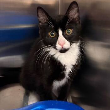 Pica -  Domestic Short Hair Cat for Adoption in Keizer, Oregon - Pica | PetCurious