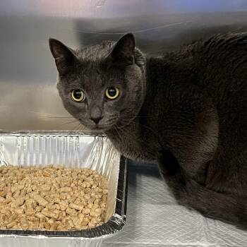 Domestic Short Hair Cats Available for Adoption - Christopher | PetCurious