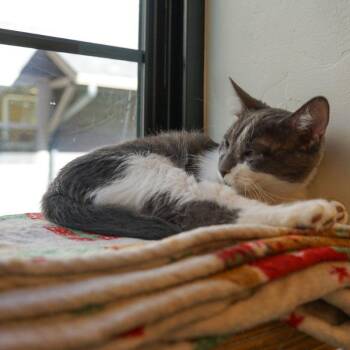 Nutella -  Domestic Short Hair Cat for Adoption in Jackson, Wyoming - Nutella | PetCurious