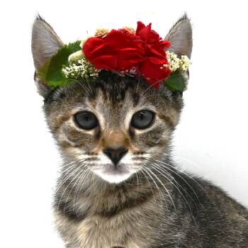 Rescue American Shorthair Cats for Adoption in Mobile, Alabama - Dot | PetCurious