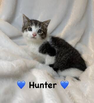 Domestic Short Hair Cats Available for Adoption in Copley, Ohio - Hunter | PetCurious