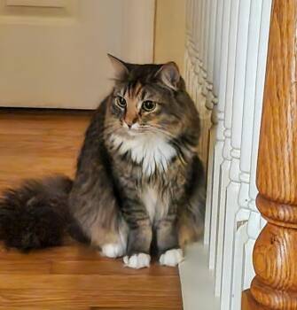 Domestic Medium Hair and Tortoiseshell Cats Available for Adoption in Greenville, Delaware - Lacey, Willow Grove Area, (FCID 12/17/2024-132) | PetCurious