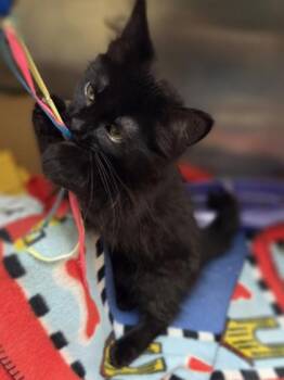 Angela -  Domestic Medium Hair and Domestic Short Hair Cat for Adoption in Westland, Michigan - Angela | PetCurious