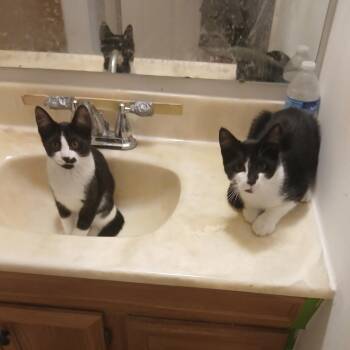 Proby -  Domestic Short Hair Cat for Adoption in Clawson, Michigan - Proby | PetCurious