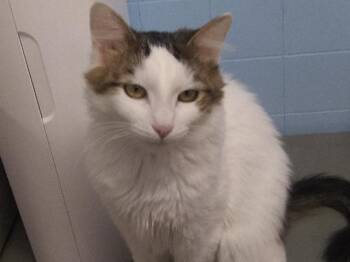 Thistle -  Domestic Medium Hair Cat for Adoption in Libby, Montana - Thistle | PetCurious