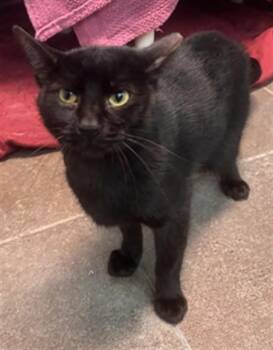 SPENCER -  Domestic Short Hair Cat for Adoption in Fort Lauderdale, Florida - SPENCER | PetCurious