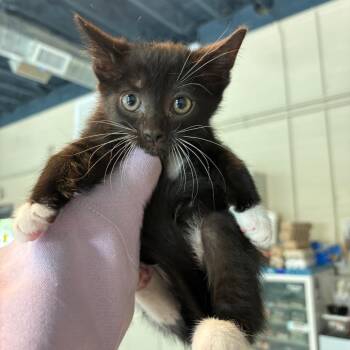 Domestic Short Hair Cats Available for Adoption in Huntington, West Virginia - Maisie | PetCurious