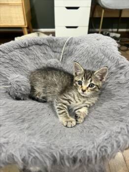 UMBREON -  Domestic Short Hair Cat for Adoption in Derwood, Maryland - UMBREON | PetCurious