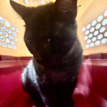 Milton -  Domestic Short Hair Cat for Adoption in Allentown, Pennsylvania - Milton | PetCurious