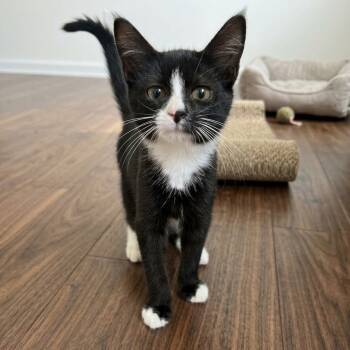 Ashe -  American Shorthair and Domestic Short Hair Cat for Adoption in Columbus, Ohio - Ashe | PetCurious