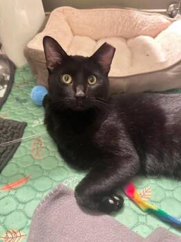 Denny (aka Dennis the Menace) -  Domestic Short Hair Cat for Adoption in Chicago, Illinois - Denny (aka Dennis The Menace) | PetCurious