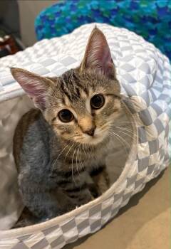 Lulu -  Domestic Short Hair Cat for Adoption in Lincoln, Nebraska - Lulu | PetCurious