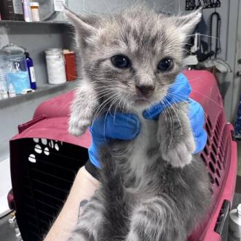Bennie -  Domestic Short Hair Cat Available for Adoption in Summerville, South Carolina - Bennie | PetCurious