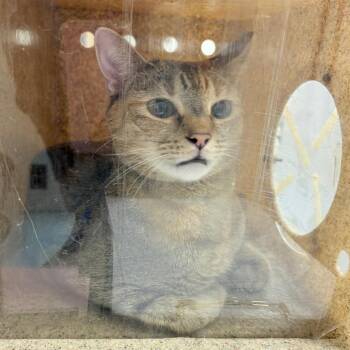 Domestic Short Hair Cats Available for Adoption - Johanna | PetCurious