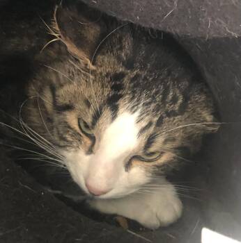 Domestic Short Hair Cats Available for Adoption in Parma, Ohio - Iroh | PetCurious